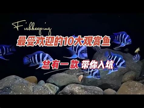 大型觀賞魚圖鑑|經典觀賞魚圖鑑